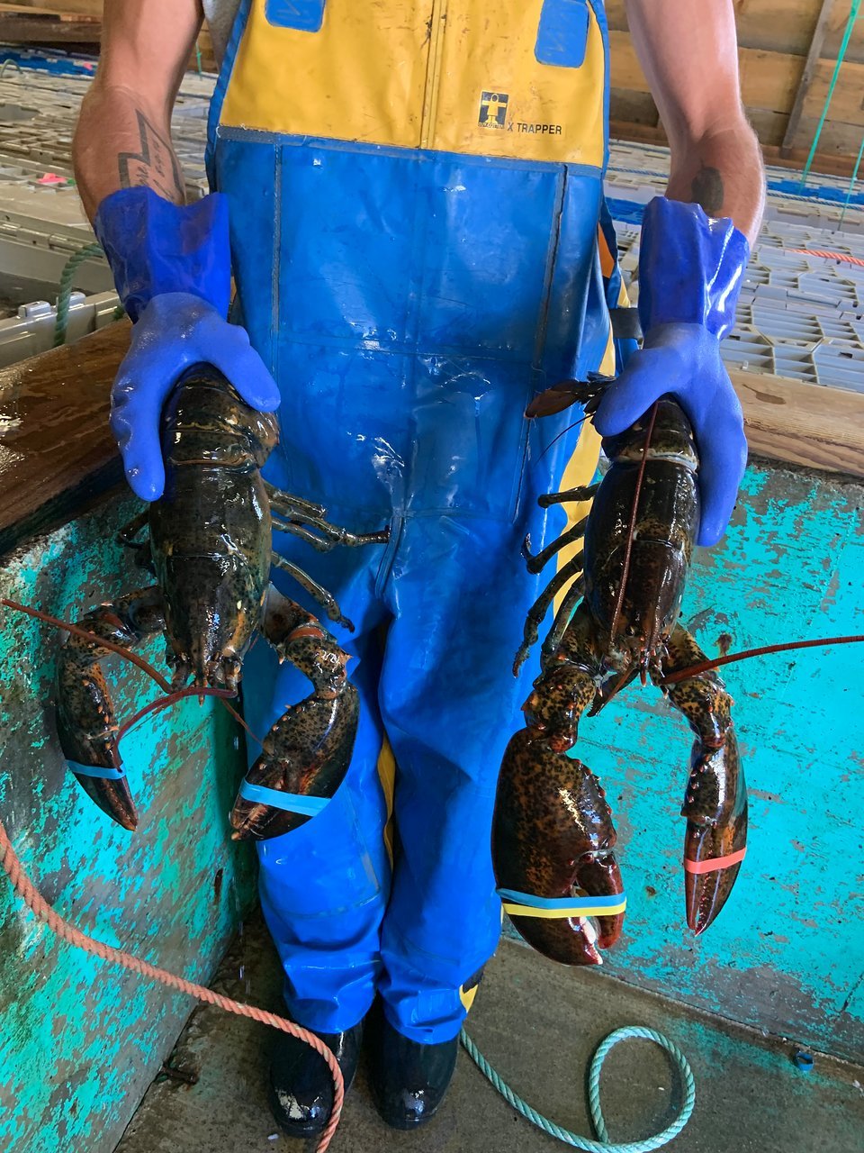 Quoddy Bay Lobster